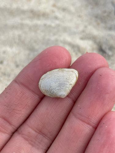 Cumingia tellinoides, 2025-09-27