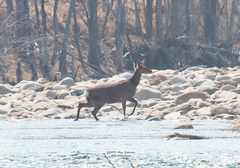 Cervus nippon mantchuricus
