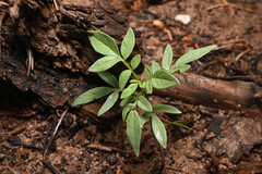 Solanum jamesii, photograph (c) Anders Hastings, some rights reserved (CC BY)