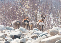 Cervus nippon mantchuricus