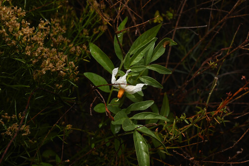 Solanum jamesii, photograph 5