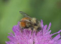 Bombus melanopygus