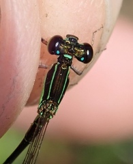 Agriocnemis gratiosa