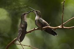 Anthracothorax dominicus