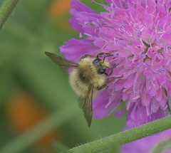 Bombus