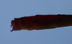 Agriocnemis gratiosa