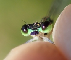 Agriocnemis gratiosa