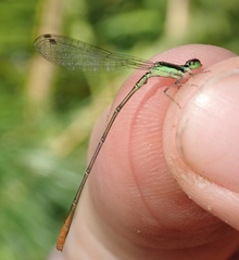 Agriocnemis gratiosa