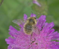 Bombus