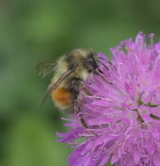 Bombus melanopygus