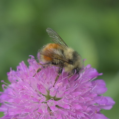 Bombus melanopygus