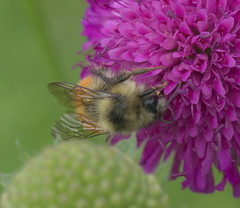 Bombus melanopygus
