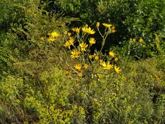 Jacobaea andrzejowskyi