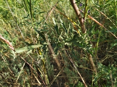 Jacobaea andrzejowskyi