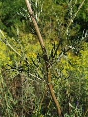 Jacobaea andrzejowskyi