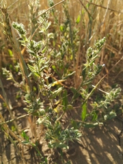 Anchusa arvensis orientalis