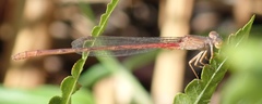 Ceriagrion katamborae