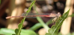 Ceriagrion katamborae