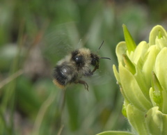 Bombus kirbiellus
