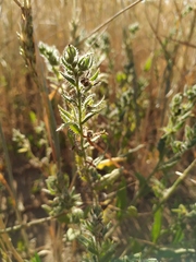 Anchusa arvensis orientalis