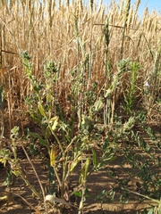 Anchusa arvensis orientalis