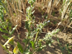 Anchusa arvensis orientalis