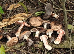 Agaricus brunneofibrillosus