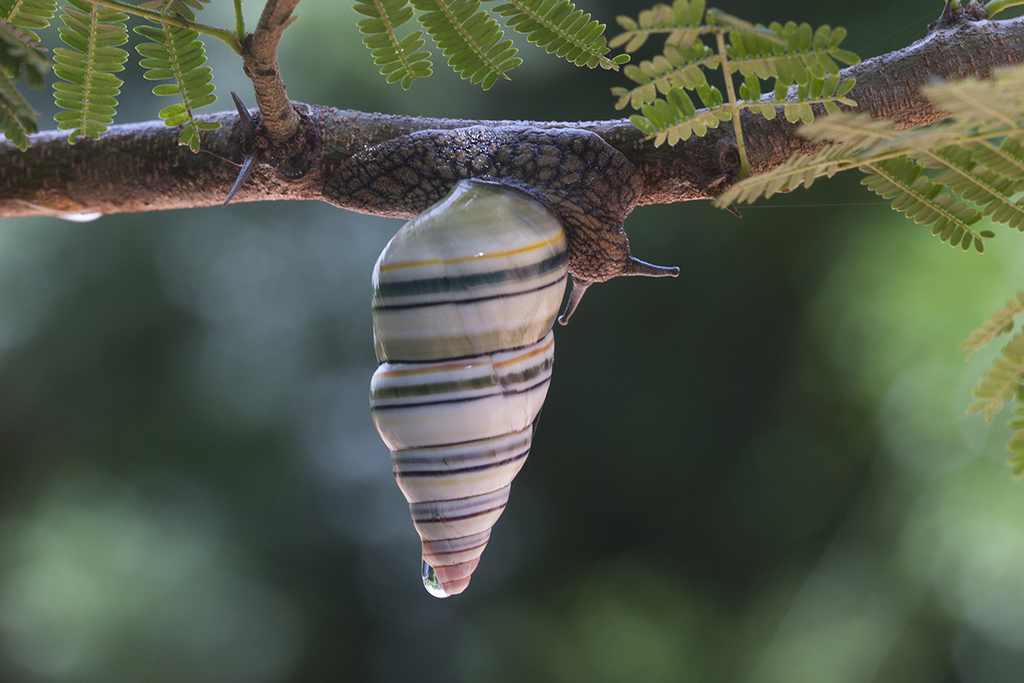 Candy Cane Snail in August 2005 by Pedro Genaro Rodriguez · iNaturalist