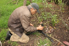 Agaricus brunneofibrillosus
