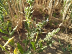 Anchusa arvensis orientalis