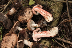 Agaricus brunneofibrillosus