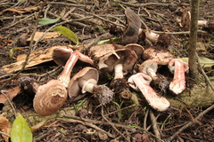Agaricus brunneofibrillosus