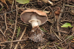 Agaricus brunneofibrillosus
