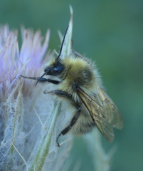 Bombus kirbiellus