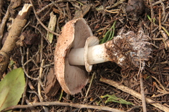 Agaricus brunneofibrillosus