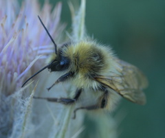 Bombus kirbiellus