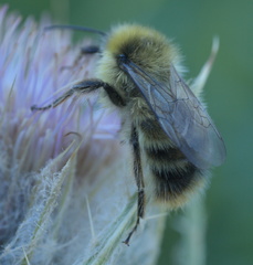 Bombus kirbiellus