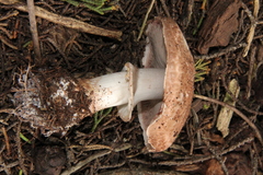 Agaricus brunneofibrillosus