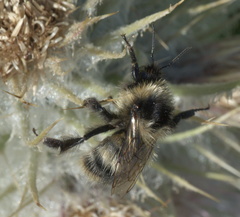 Bombus kirbiellus