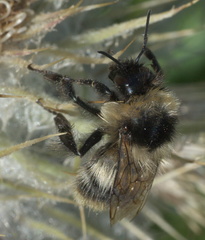 Bombus kirbiellus