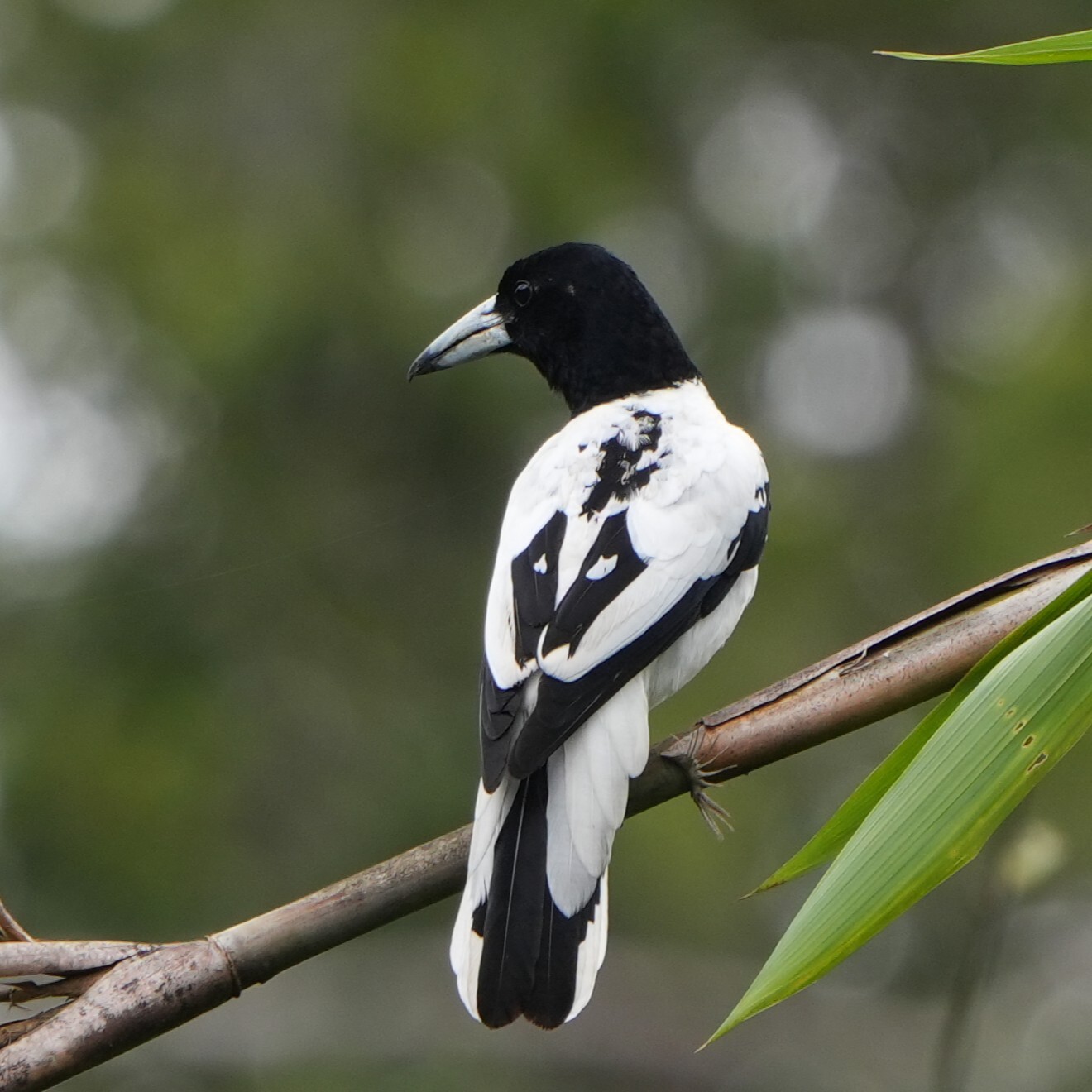Hooded Butcherbird (Cracticus cassicus), photo 9