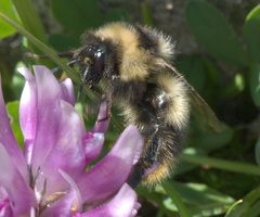 Bombus kirbiellus