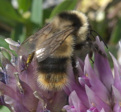 Bombus kirbiellus