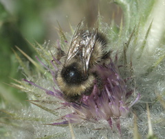 Bombus kirbiellus