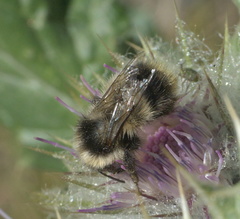 Bombus kirbiellus