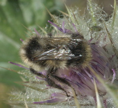 Bombus kirbiellus