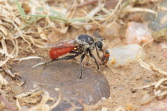 Cerotainiops abdominalis