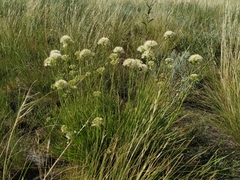 Allium flavescens