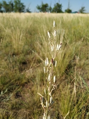 Silene chlorantha