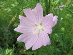 Malva excisa